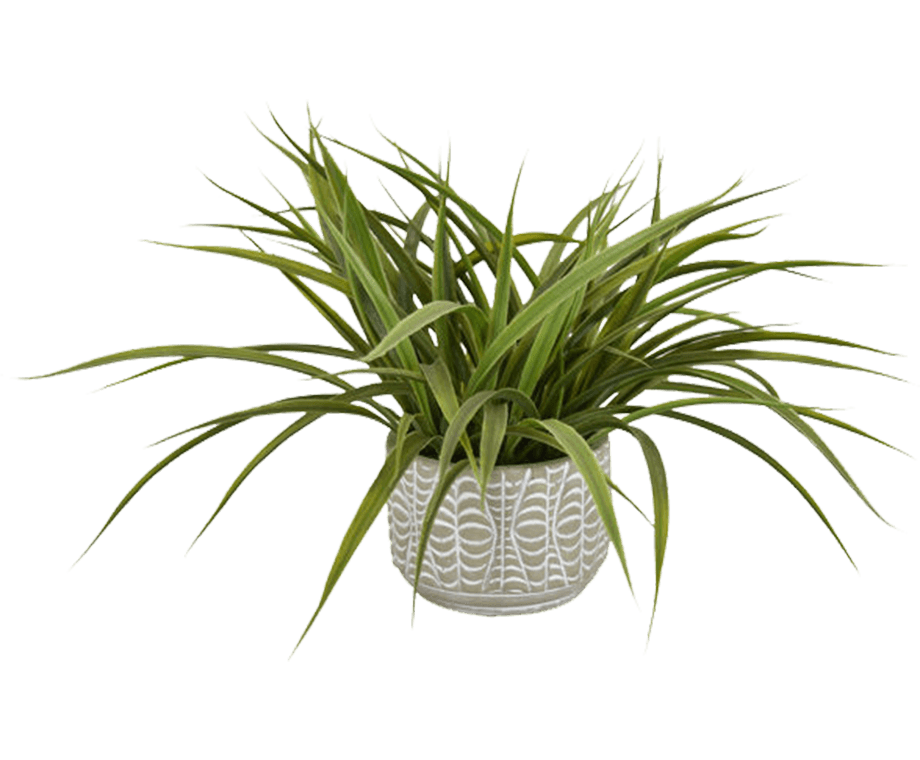 Spider plant in light gray pot with triangle design