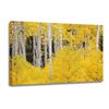 Picture of Aspens In The Colorado Rockies 48x32 *D
