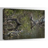 Picture of Great Horned Owl And Mallards 36x24 *D