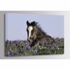 Picture of Foal in the Flowers 36x24 *D