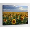 0001268_dusk-sunflowers-24x16-d.jpeg