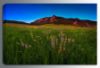 0001385_glowing-flatirons-wildflowers-48x32-d.jpeg