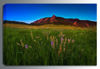 Picture of Glowing Flatirons Wildflowers *D