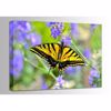 Picture of Swallowtail Butterfly 24x16 *D