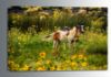 Picture of Painted Pony Paradise 24x16 *D