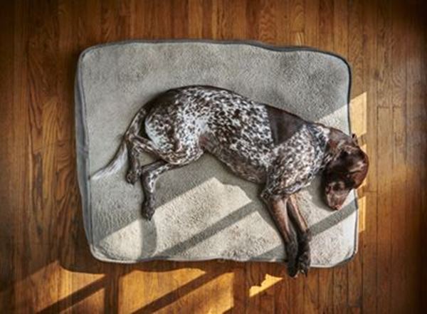 Picture for category Pet Beds