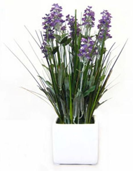 Picture of Lavender in White Ceramic Pot