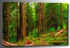 Picture of Spring in the Quinault Rainforest 48x32 *D