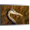 Picture of Great Blue Heron 16x24 *D