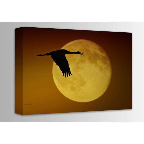 Sandhill Crane Against the Moon 36x24 125-1810559 | Fred J. Lord | AFW.com