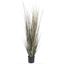 Picture of 5' Fall Onion Grass