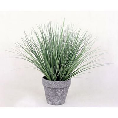 0074071_onion-grass-in-blackwhite-pot.jpeg