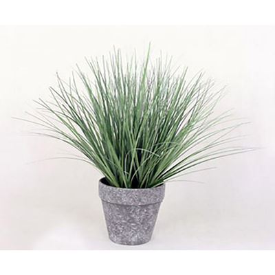 Picture of Onion Grass In Black/White Pot