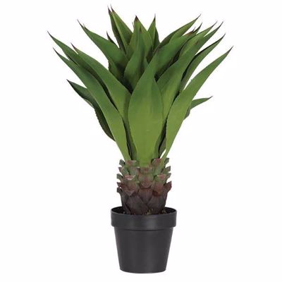 Picture of AGAVE PLANT BLACK POT