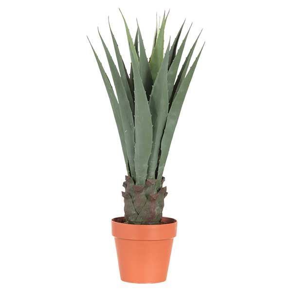 Picture of AGAVE PLANT BROWN POT