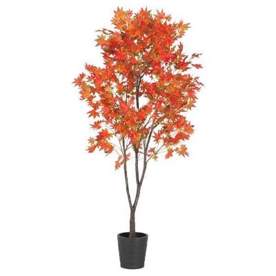 0075510_6-ft-maple-tree.jpeg
