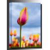 0077447_blushing-beauty-tulips-36x24-d.jpeg