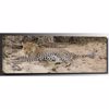 Picture of Young Brother Leopard 60x20 *D