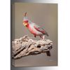 Picture of Desert Cardinal 24x16 *D