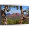 Picture of Juniper-Cathedral Rock 24x36 *D