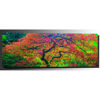 Picture of Japanese Maple 2 20x60 *D