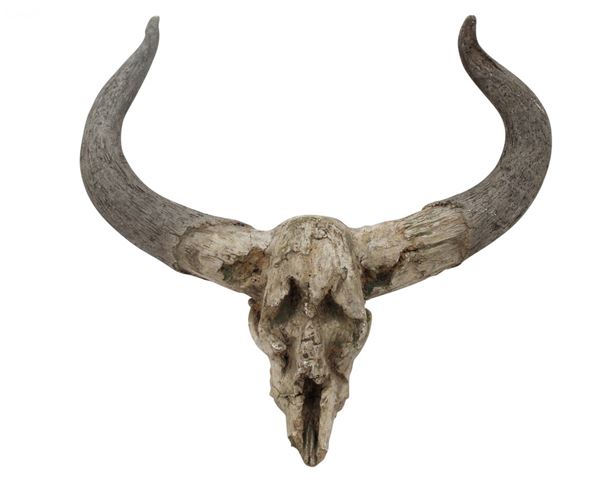 Picture of Animal Horns Wall Decor