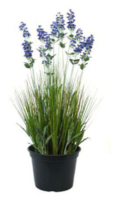 Picture of 24in Lavender in Plastic Pot