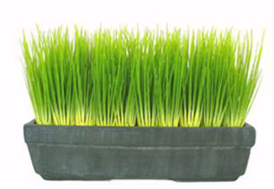 Picture of Malt Grass In Black Tray