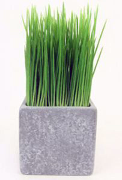 Picture of Malt Grass In Terracotta Pot