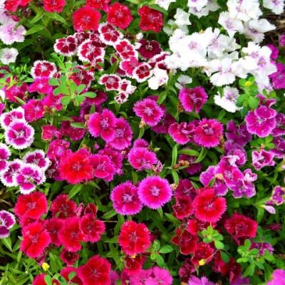 0083881_flower-garden-24x24-d.jpeg