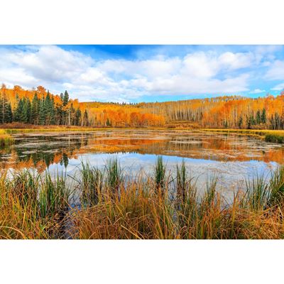 Woods Lake Reflection 32x48