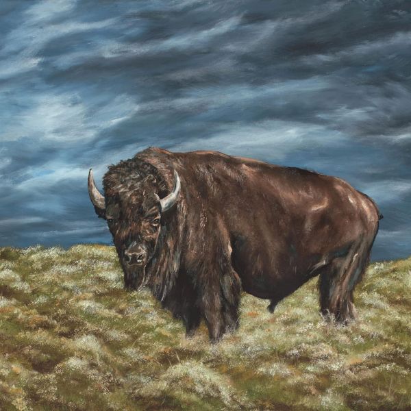 Picture of Lone Buffalo 36x36 *D