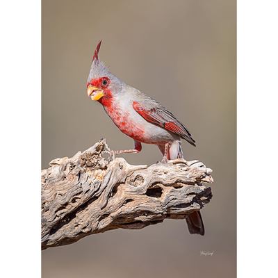 Desert Cardinal 24x16