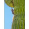 Picture of Woodpecker Guarding Her Nest 16x24 *D