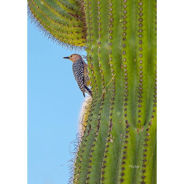 Picture of Woodpecker Guarding Her Nest 16x24 *D