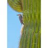 Woodpecker Guarding Her Nest 16x24