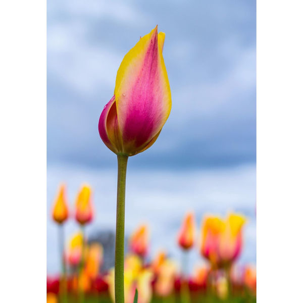Blushing Beauty Tulips 36x24