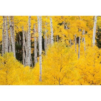0084245_aspens-in-the-colorado-rockies-48x32-d.jpeg