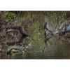 Picture of Great Horned Owl And Mallards 36x24 *D