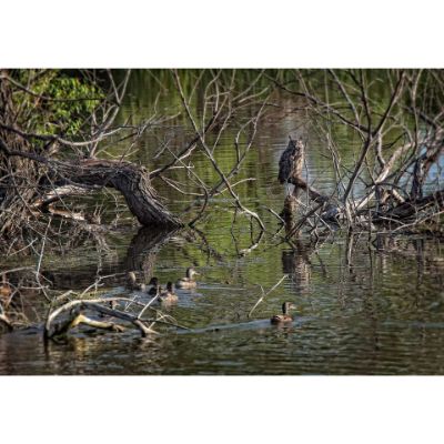 0084269_great-horned-owl-and-mallards-36x24-d.jpeg