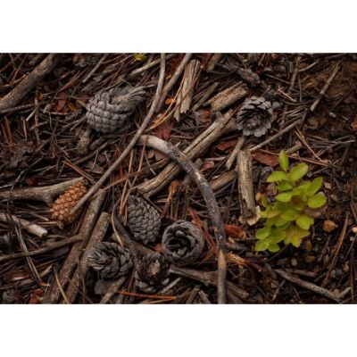 0084302_forest-floor-24x16-d.jpeg