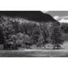 Picture of Elk In Rocky Mountain NP-BW 48 *D