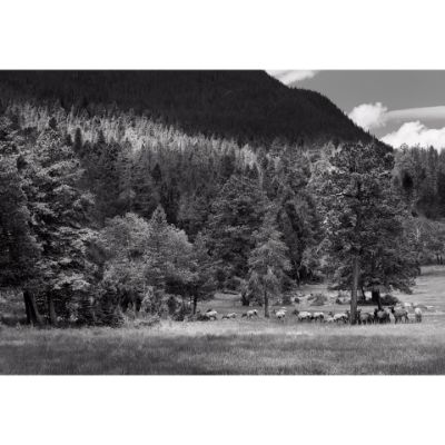 0084304_elk-in-rocky-mountain-np-bw-48-d.jpeg