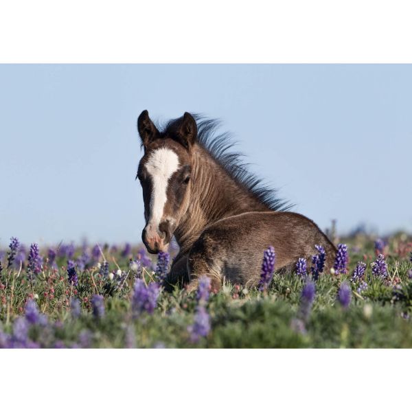 Picture of Foal in the Flowers 36x24 *D