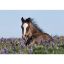 Picture of Foal in the Flowers 36x24 *D