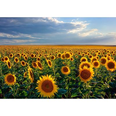 Dusk Sunflowers 24X16 