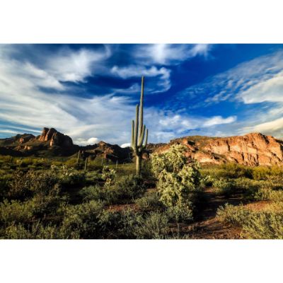 Picture of The Sonoran Sentinel 24x36 *D