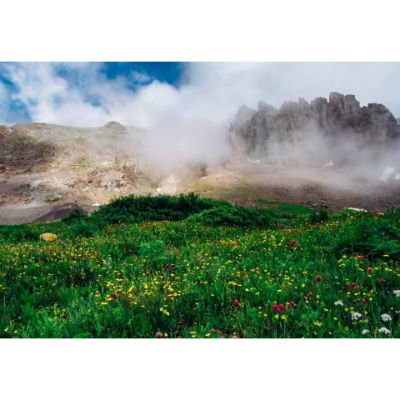 Picture of Wildflowers on Imogene Pass 36x24 *D