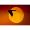 Picture of Sandhill Crane Against the Moon 36x24 *D