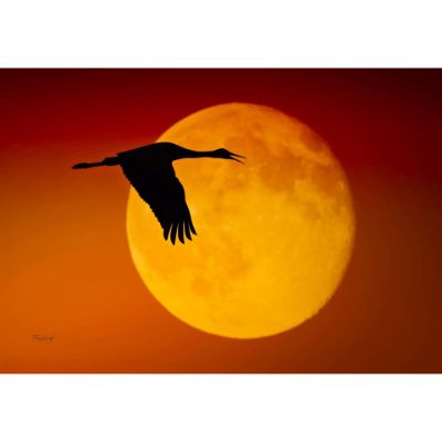 Picture of Sandhill Crane Against the Moon 36x24 *D